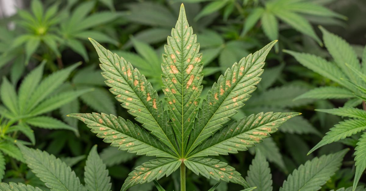 Brown, rust-colored calcium deficiency spots on the new top growth of a cannabis plant.