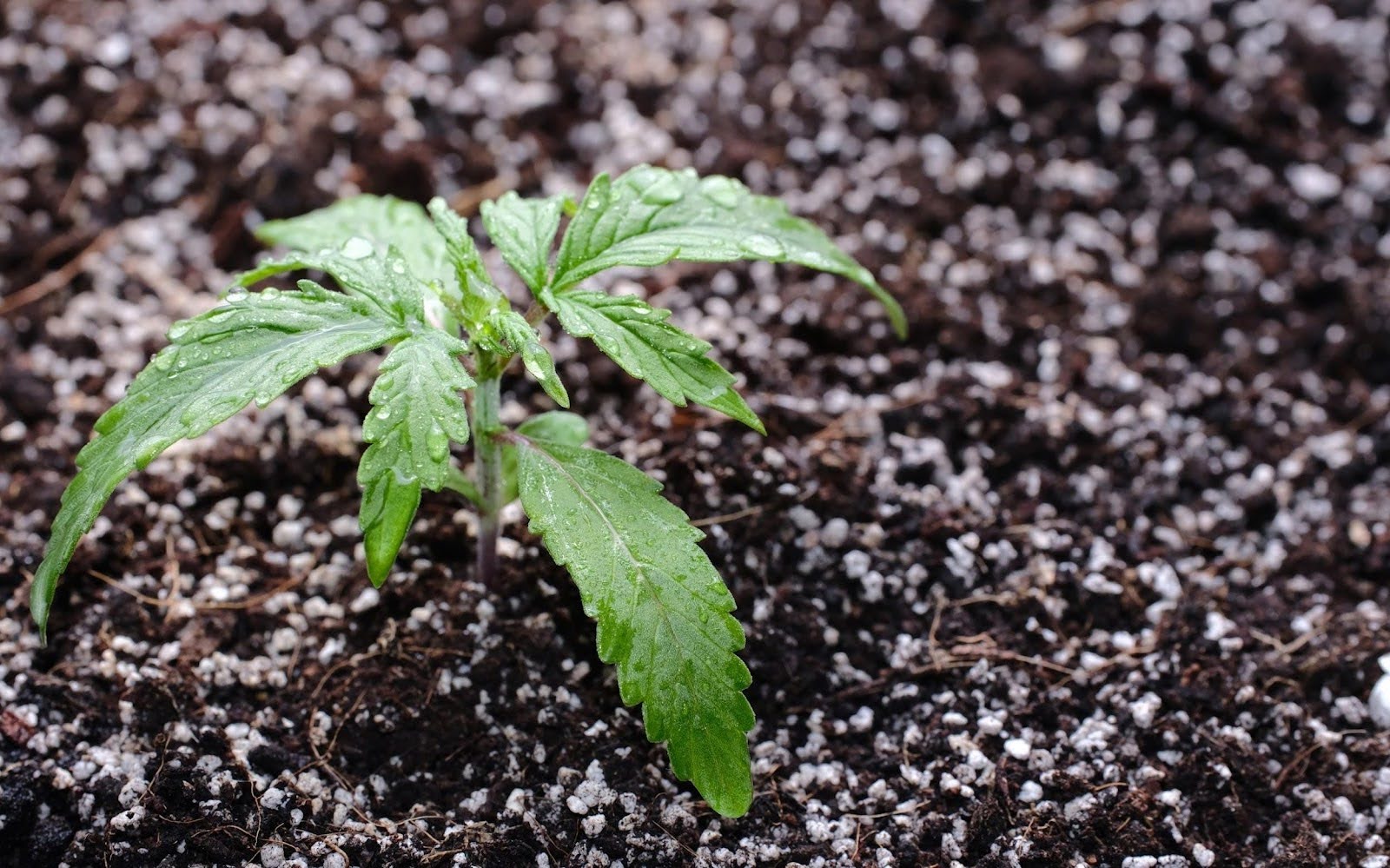 Cannabis plant growing from soil