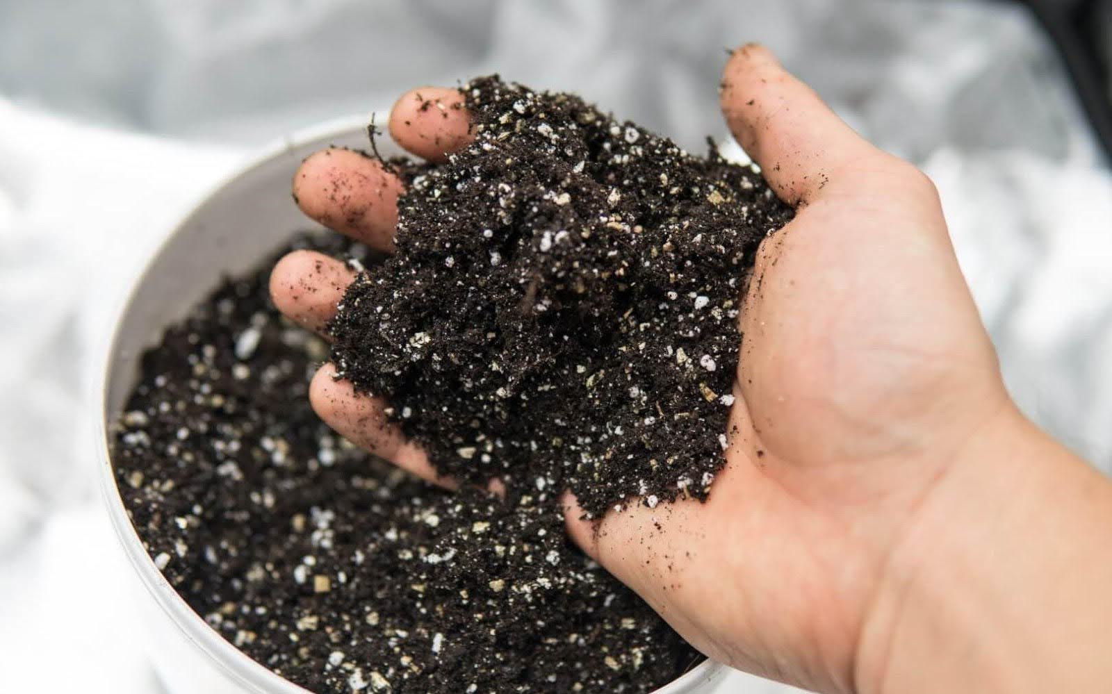 Soil for growing auto-flowering cannabis seeds