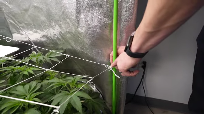 Deciding the ScrOG net level