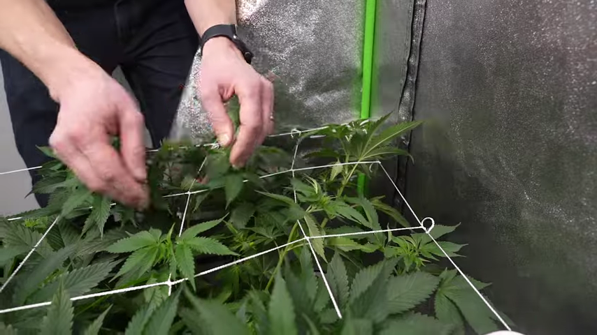 Placing the autoflower plant below the ScrOG net