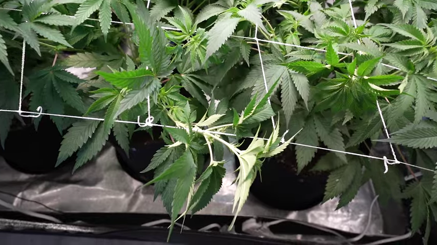 Large autoflower plant canopy tucked within the ScrOG net