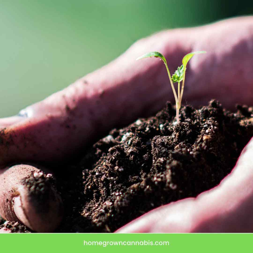 Cannabis germination Stage