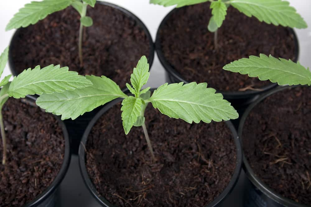 Cannabis seedlings transplant