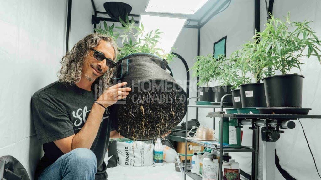 Kyle Kushman transplanting cannabis plants