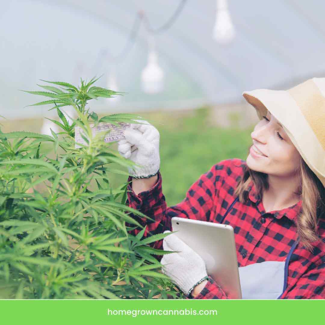 Measuring cannabis plants