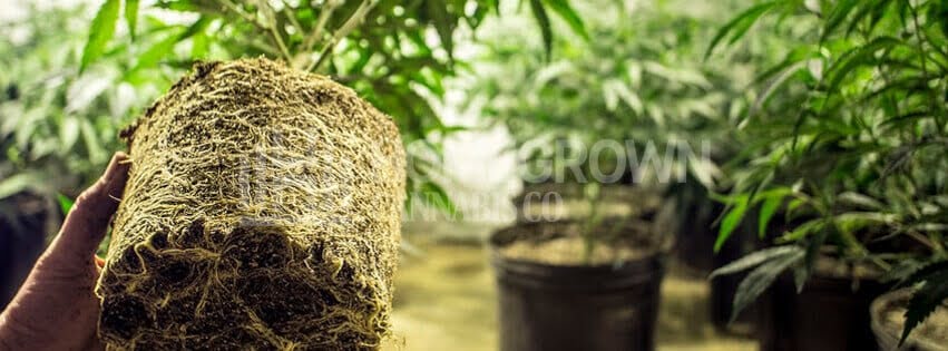 Cannabis plant root ball