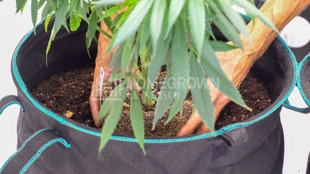 Marijuana plant second transplant technique