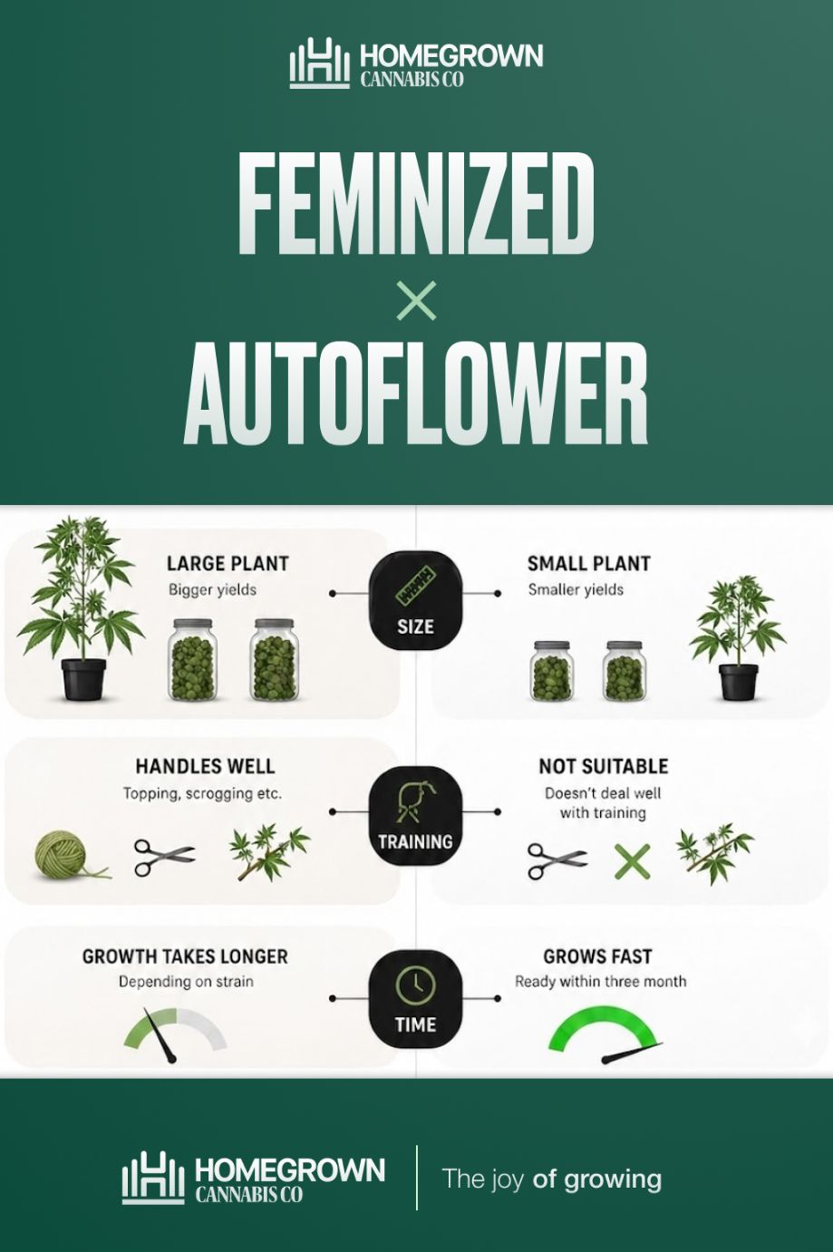 Feminized vs Autoflower seeds
