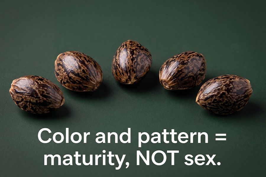 Feminized cannabis seeds