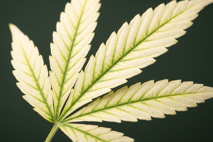Close-up of cannabis leaf with interveinal chlorosis - yellow blade, green veins - from iron deficiency.