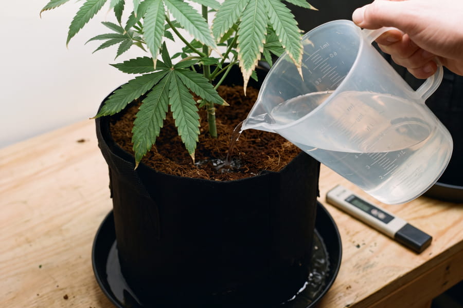 Cannabis plant in a pot being flushed with plain pH-balanced water, runoff draining out the bottom to fix nutrient burn.