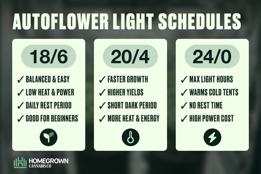 Comparison diagram of 18/6, 20/4, 24/0 and 12/12 autoflower light schedules showing daily light and dark hours for each.