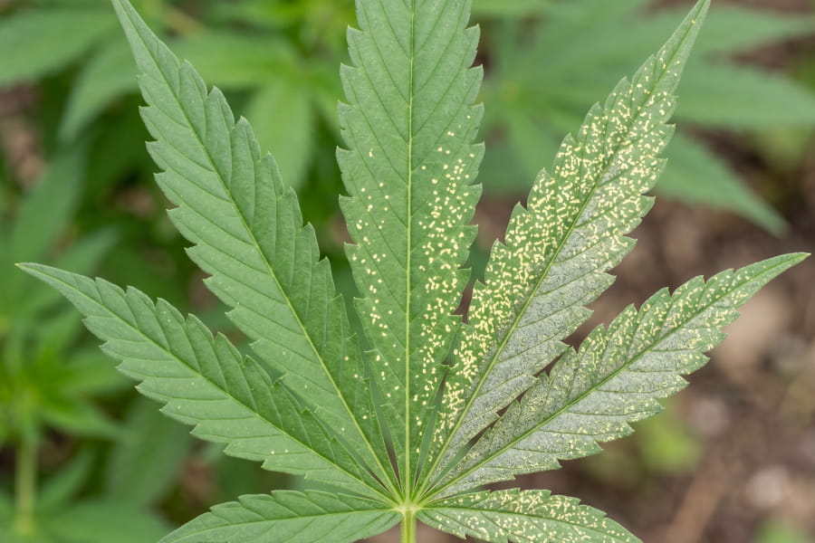 Cannabis fan leaf showing yellow stippling damage from spider mites