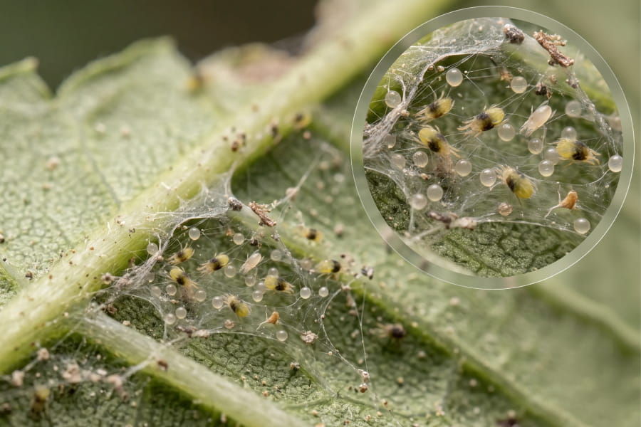 Spider mite webbing and eggs on the underside of a cannabis leaf 