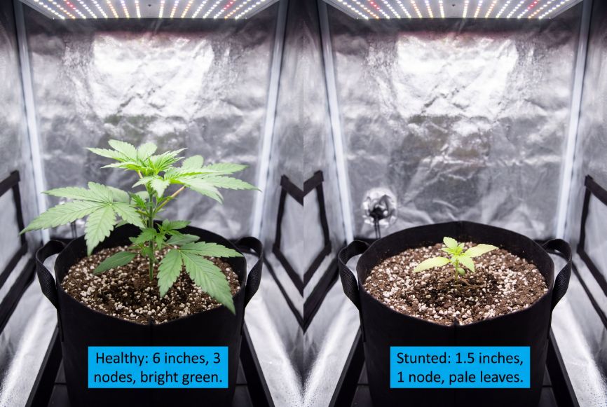Side-by-side comparison of a healthy 3 week old autoflower and a stunted 3 week old autoflower