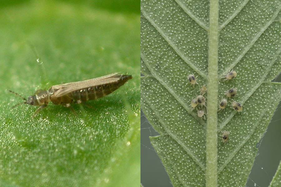 LEFT = Thrips: irregular silvery streaks, no webbing, black frass specks, slender darting insect. RIGHT = Spider mites: fine even pinprick stippling, fine webbing, tiny round slow specks.