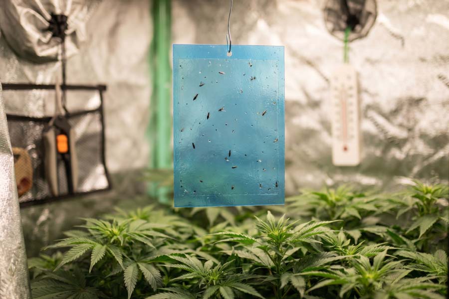 A blue sticky trap positioned just above canopy height with a few thrips caught on it, showing how growers track population trends. Optional small inset of the white-paper tap test.