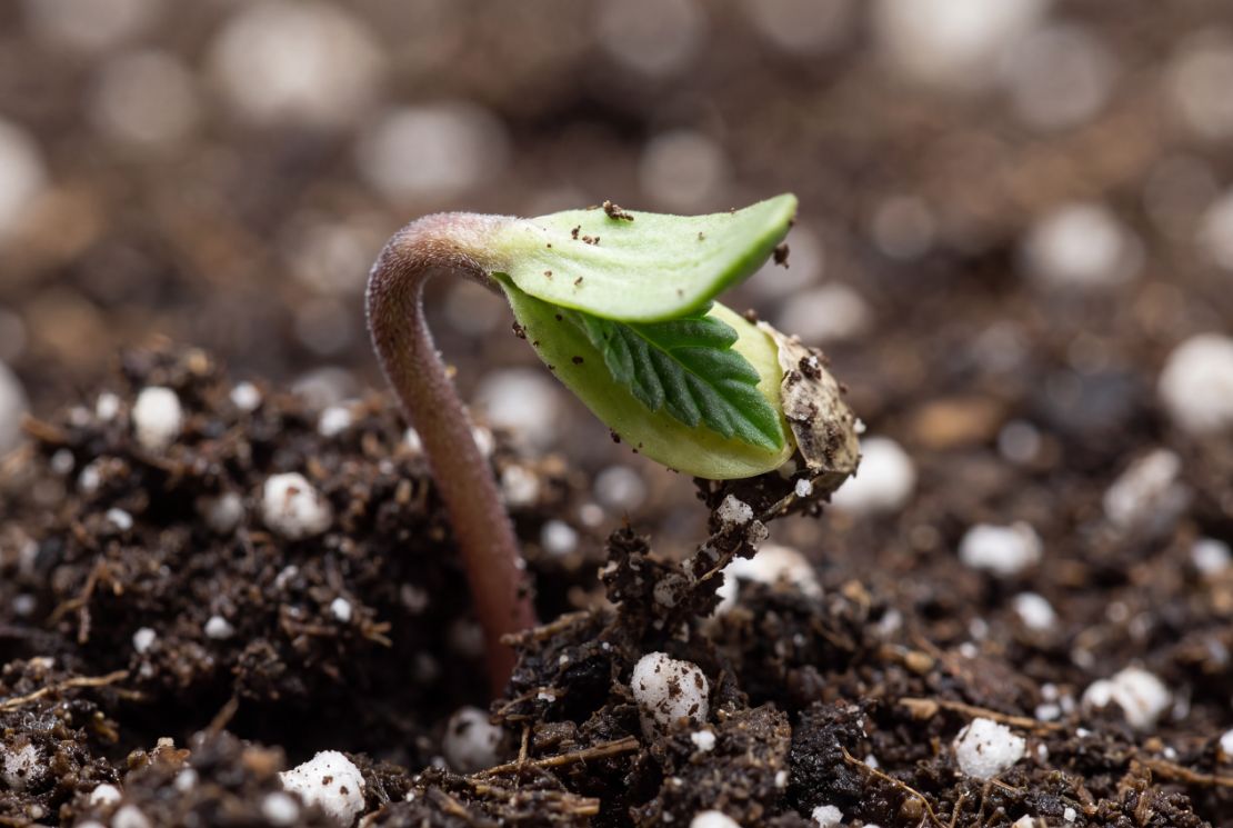 Autoflower week 1 seedling with two cotyledons and first true leaf emerging 