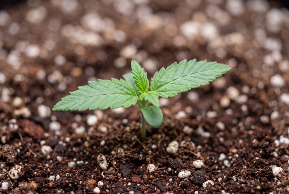 Healthy 2 week old autoflower with first true serrated leaves and yellowing cotyledons.