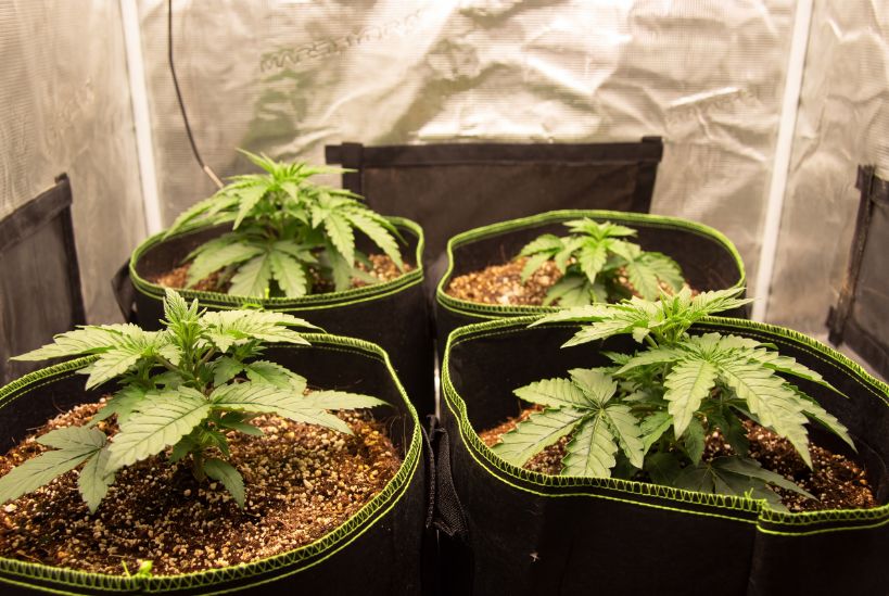 Healthy 3 week old autoflower in vegetative growth with multiple node sets and side branching.