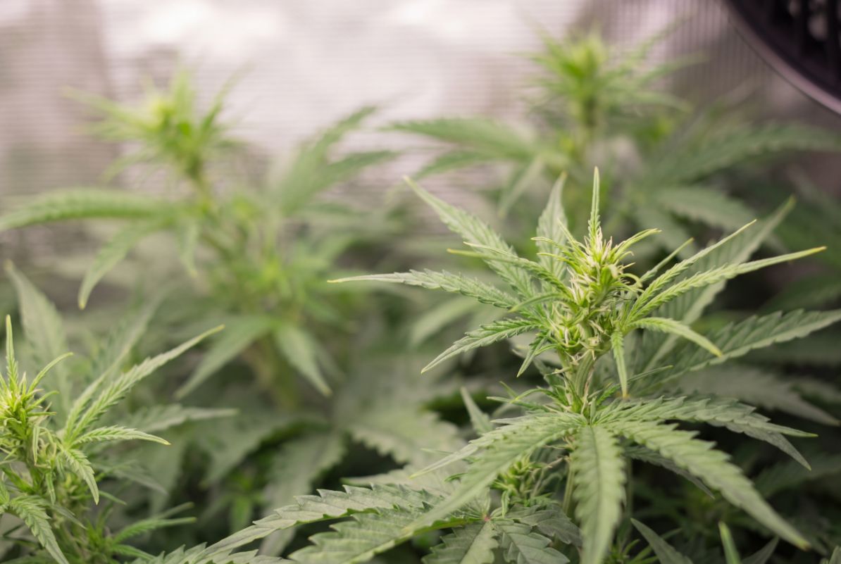 Autoflower week 4 pre-flower with white pistils emerging from calyxes at the node.