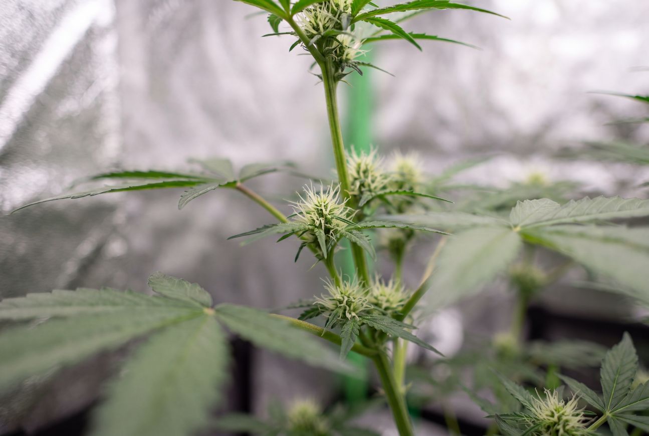  5 week old autoflower in early flowering with bud sites forming at the nodes