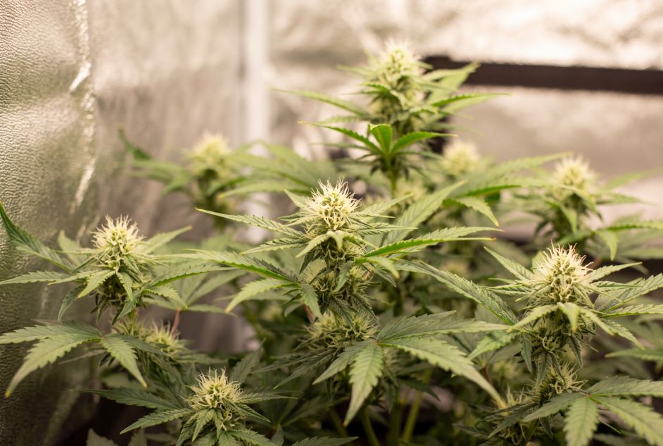 Healthy 6 week old autoflower in mid flowering with dense bud sites and pistil coverage.