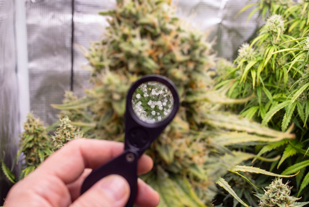 8 week old autoflower trichomes turning from clear to milky on the calyxes