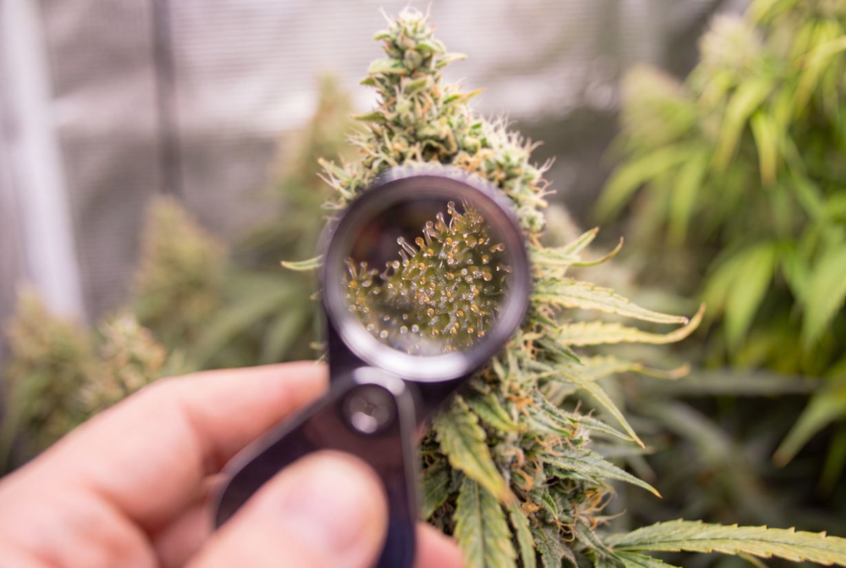 Mature autoflower at harvest with amber trichomes and darkened pistils.