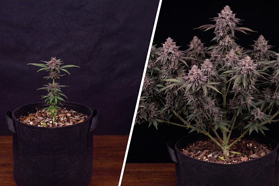 Side-by-side autoflower plants showing one with sparse leaves and another full of healthy growth, highlighting why autoflower clones often stay small and flower too quickly.