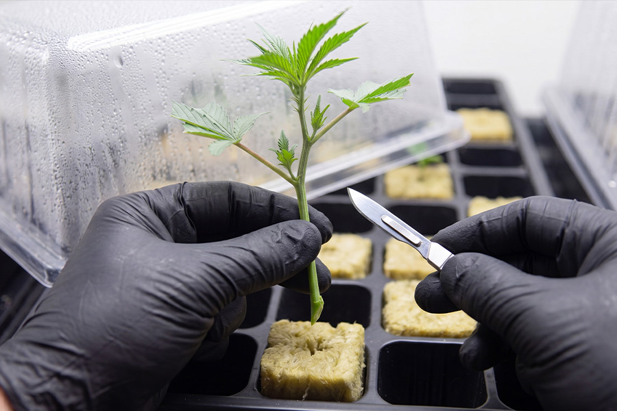 Cannabis branch being cut with a razor for cloning. Photoperiod plants clone well because they can stay in veg, while autoflowers are harder to clone because their flowering clock keeps running.