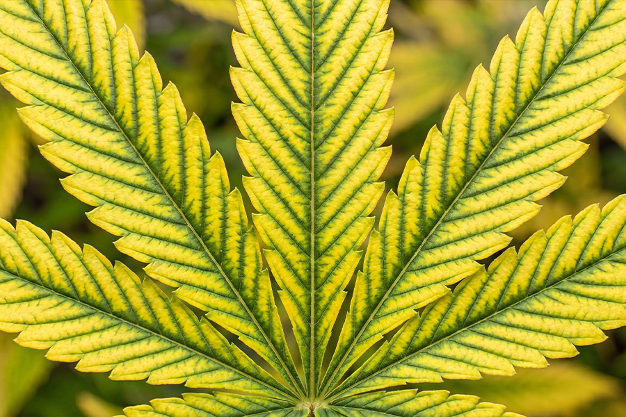  Cannabis leaf showing interveinal yellowing from magnesium deficiency 