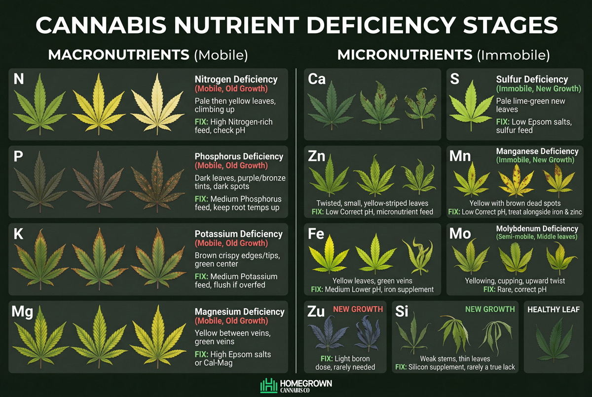 Visual cannabis nutrient deficiency chart mapping leaf symptoms to each nutrient