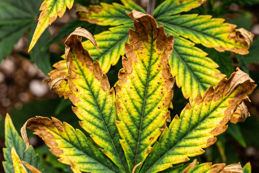 Cannabis leaf with brown burnt edges from potassium deficiency 