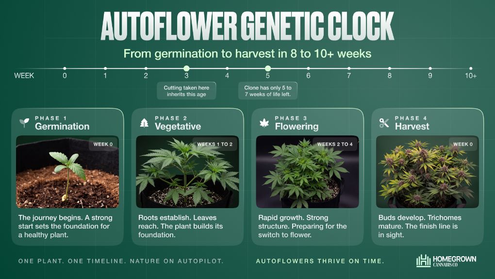 An image showing an autoflower genetic clock from germination to harvest, explaining why clones often flower too soon before they can grow properly.