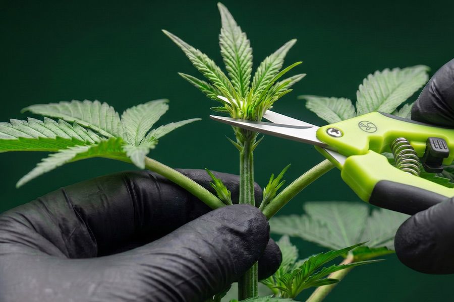 A cannabis plant being fimmed, with the fresh top growth gently trimmed to help the plant grow fuller and bushier.