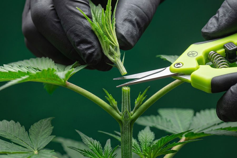 Close-up of a cannabis main stem being cut just above a node during topping