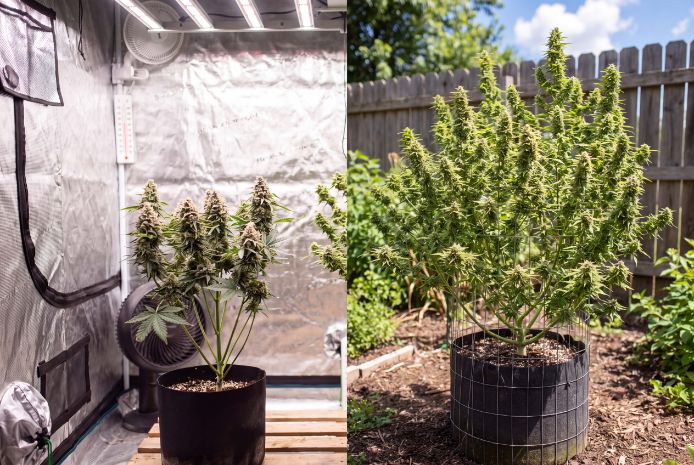  Side by side comparison of indoor and outdoor 6 week old autoflowers showing size and structure differences
