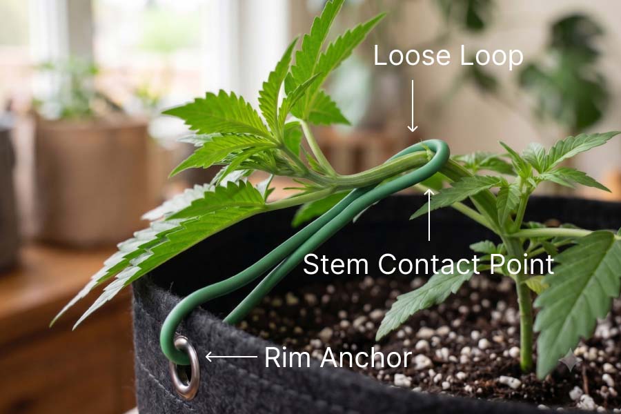 A cannabis plant bent sideways to show how LST helps open up the canopy and let more light reach new growth.