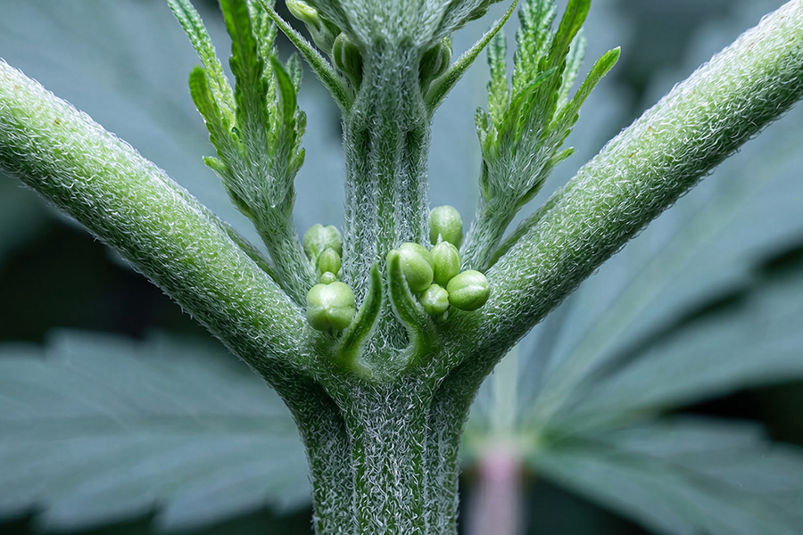 Cannabis plant beginning to show male signs, with small round pollen sacs forming where the branches meet the main stem.