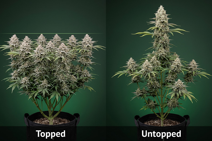  Side-by-side of a topped bushy cannabis plant and an untopped tall single-cola plant