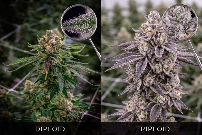 Triploid and diploid cannabis plants side by side, with magnifying glasses focused on the trichomes.