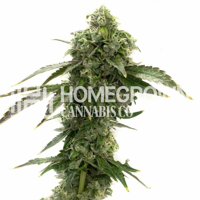 blue dream cannabis flower