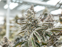 Potting & Early Rooting