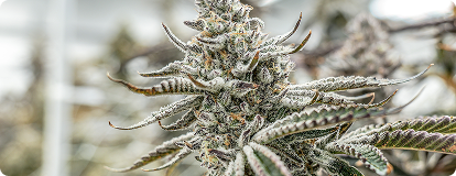 Potting & Early Rooting