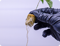 Caring for Young Clones