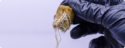 Caring for Young Clones