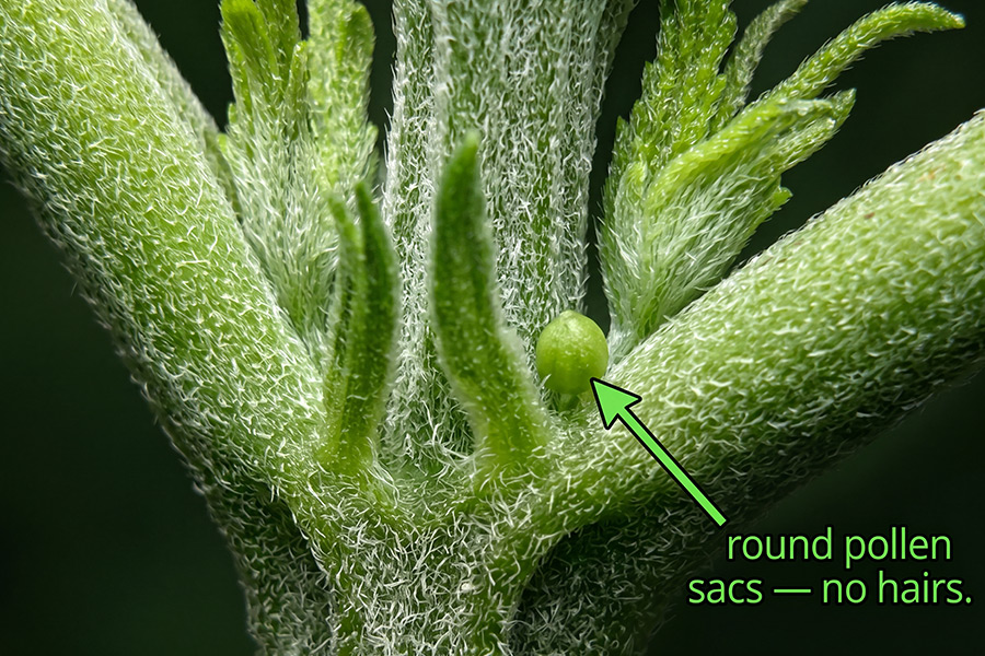 A cannabis plant starting to show early male signs, with small round pollen sacs forming.