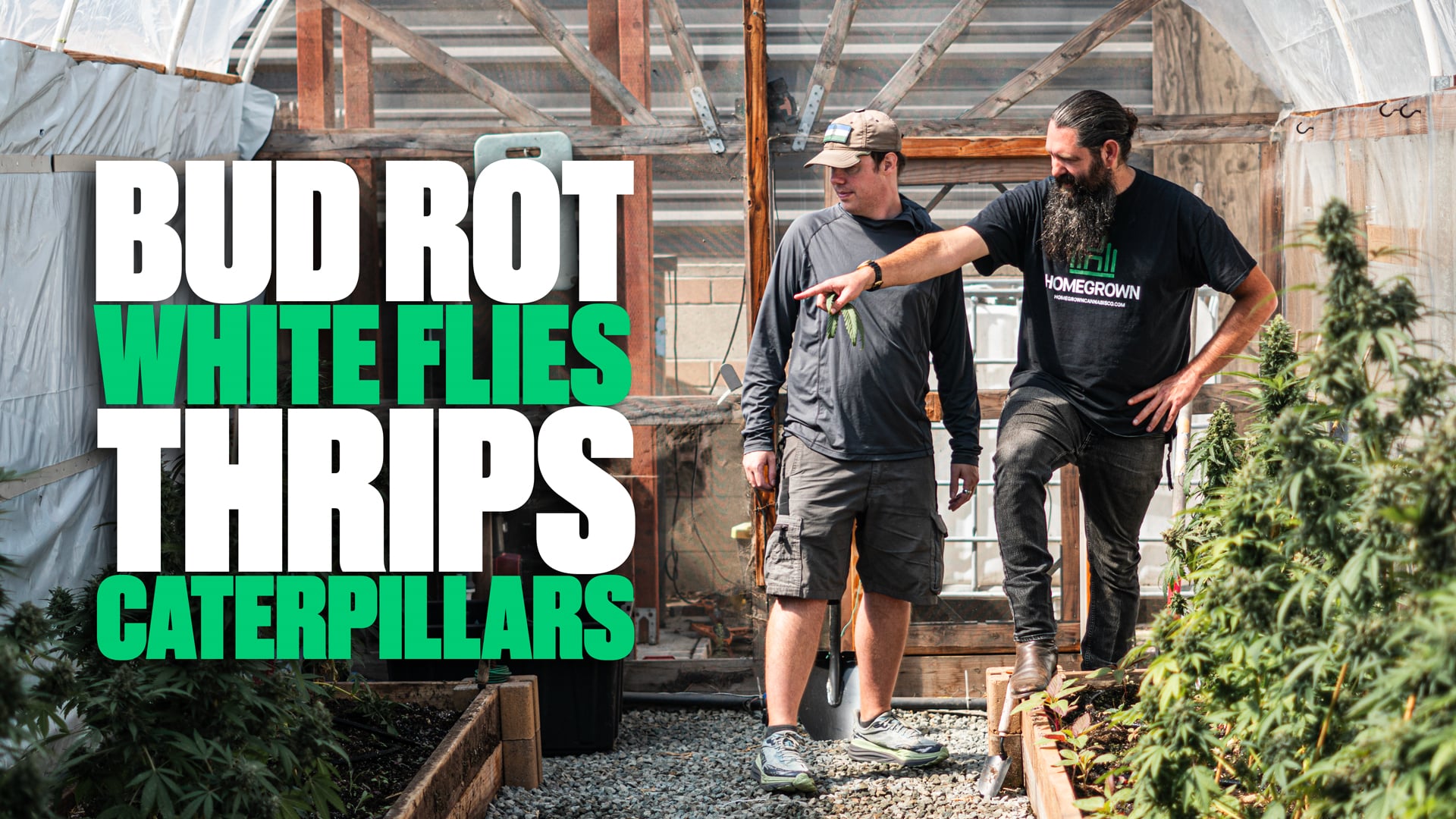  Bud Rot, White Flies, Thrips and Caterpillars - How to Stop Them! | Homegrown Cannabis Co.